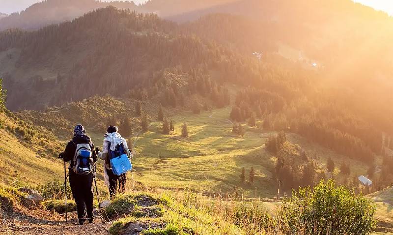 Apple orchard walk in Himachal
